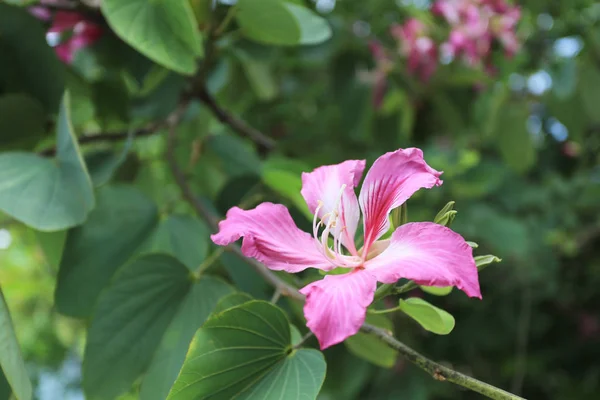 Rosa Bauhinia purpurea flor . —  Fotos de Stock