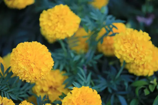 黄万寿菊花开花. — 图库照片