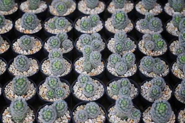 Saksıyı kaktüs ağacında.