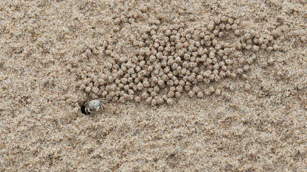 Ghost Crab Crab Wind Sand Macro Shot Royalty Free Stock Photos