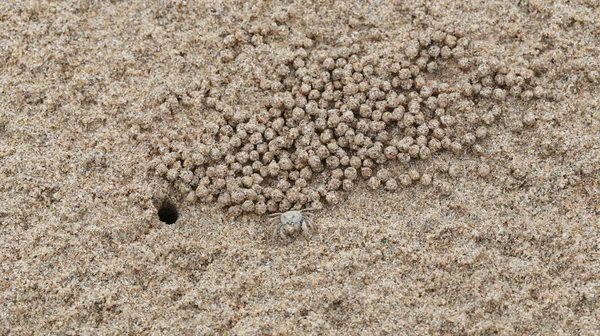 Ghost Crab Crab Wind Sand Macro Shot Stock Image