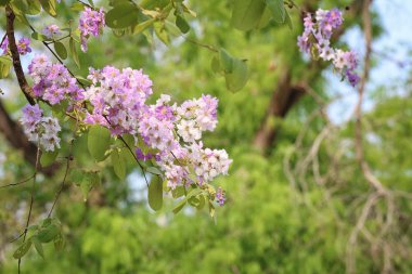 Lagerstroemia loudonii çiçek veya blo Lagerstroemia floribunda