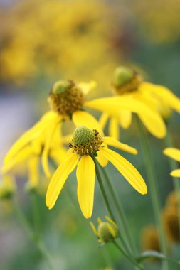 Japon ayçiçeği veya Nitobe Kasımpatı.