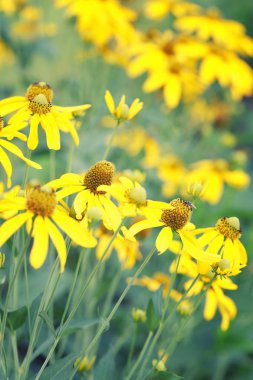Japon ayçiçeği veya Nitobe Kasımpatı.