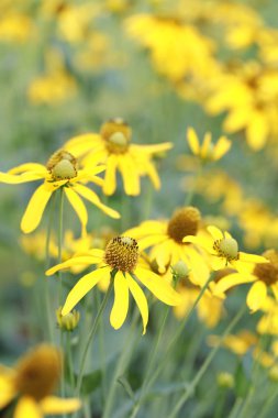 Japon ayçiçeği veya Nitobe Kasımpatı.