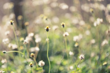 Çimen çiçek çiçeklenme.