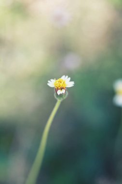 Çimen çiçek çiçeklenme.