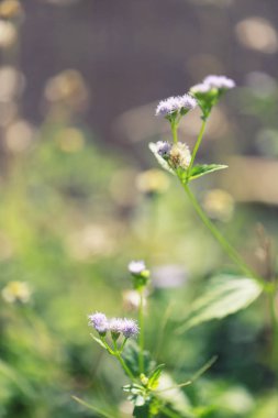 Çimen çiçek çiçeklenme.