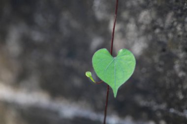 Kalbi bahçedeki yeşil yaprak şeklinde.