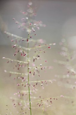 Çim doğa arka planda yumuşak odak fotoğraf sabah.