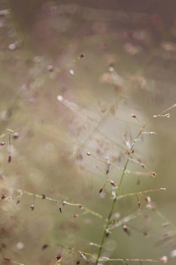 Çim doğa arka planda yumuşak odak fotoğraf sabah.