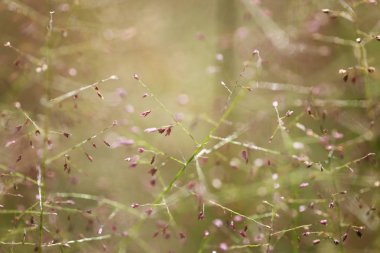 Çim doğa arka planda yumuşak odak fotoğraf sabah.