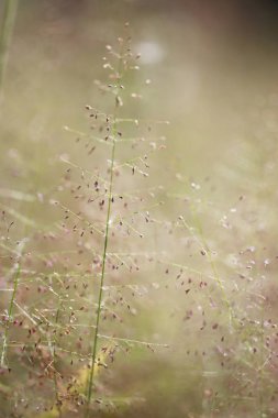Çim doğa arka planda yumuşak odak fotoğraf sabah.
