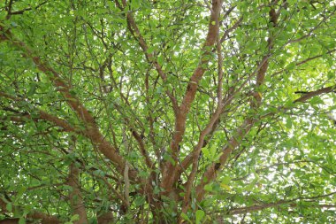 bakış açısı bahçedeki ağacın altında.