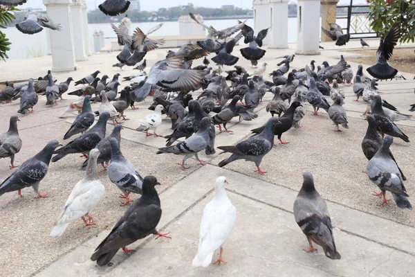 Pombo no parque público . — Fotografia de Stock