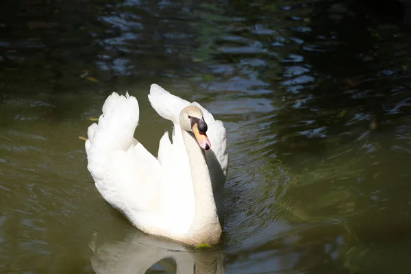 El cisne blanco flota en el agua . —  Fotos de Stock