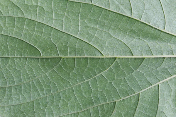 Green Leaf oppervlakte achtergrond. — Stockfoto
