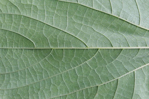 Folha verde superfície fundo . — Fotografia de Stock