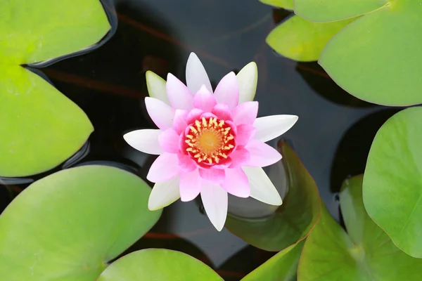 Loto rosa in piscina. — Foto Stock