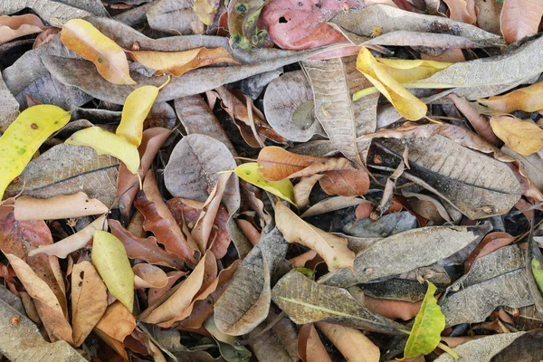Dry leaves in the garden. — Stock Photo, Image