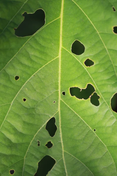 Groene blad van het eten van insecten. — Stockfoto