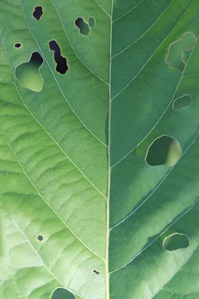 Hoja verde de comer insectos . — Foto de Stock