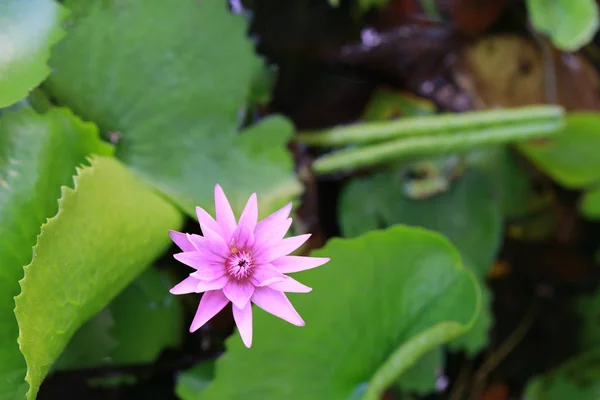 Lotus violet dans la piscine . — Photo