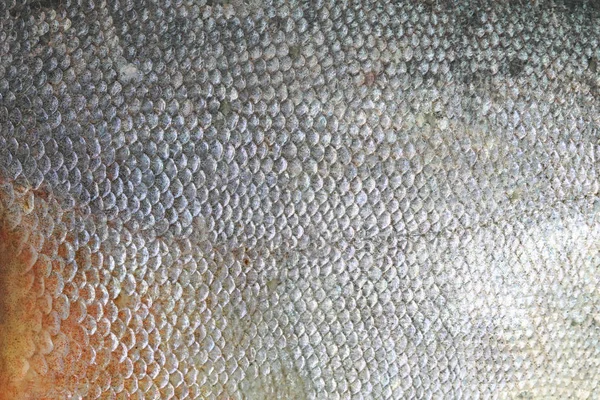 Texture du poisson Pacu . — Photo