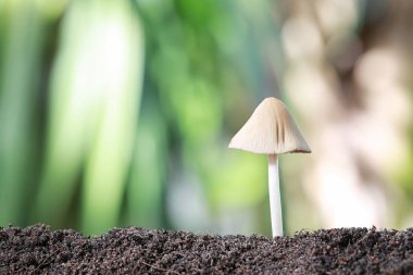 Zehirlenme yerde büyüyen mantar.