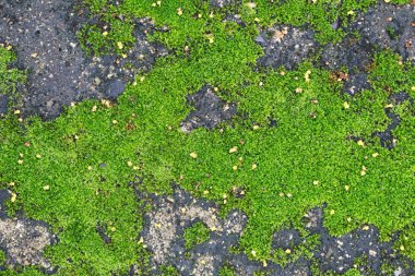 Tasarım Doğa arka plan için yeşil yosun.