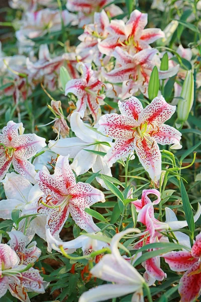 Lily flower of white mix pink color bloom. — Stock Photo, Image