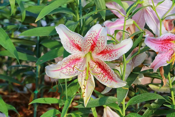 Lily flower of white mix pink color bloom. — Stock Photo, Image