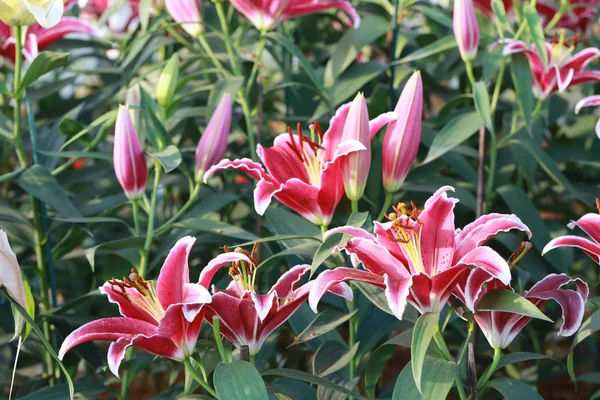 Lily bloem van roze kleur bloei. — Stockfoto