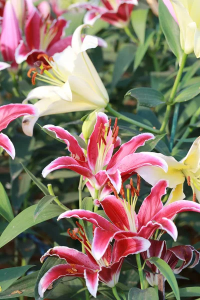 Lily flower of pink color bloom. — Stock Photo, Image