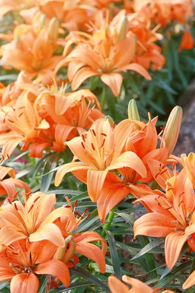 Lily flower of orange color bloom. — Stock Photo, Image