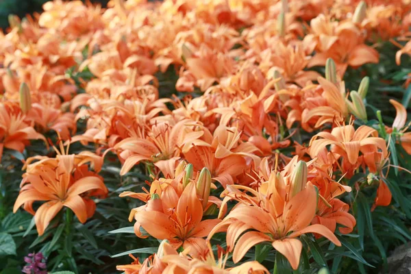 Lily flower of orange color bloom. — Stock Photo, Image