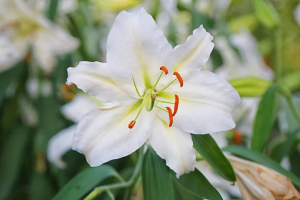 Lily flower of white color bloom. — Stock Photo, Image