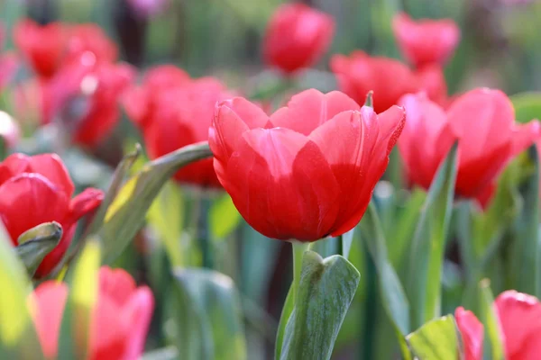 Des tulipes rouge vif en fleurs . — Photo