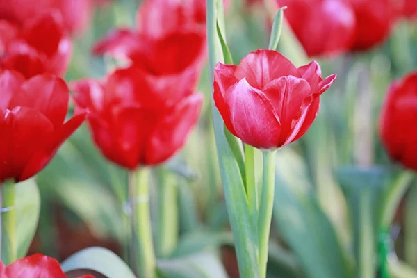 Des tulipes rouge vif en fleurs . — Photo