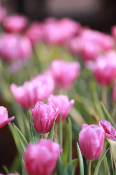 Tulipes roses éclatantes en fleurs . — Photo