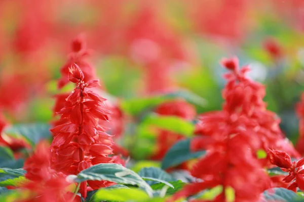 Red Salvia flower bloom. — Stock Photo, Image