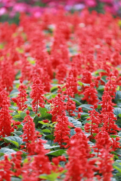 Blüte der roten Salvia. — Stockfoto