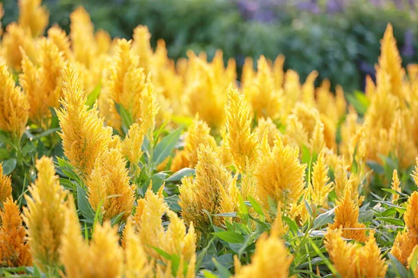 Sarı Celosia argentea çiçek çiçeklenme.
