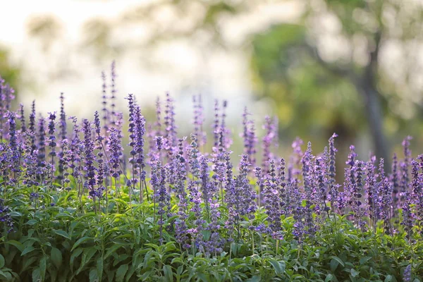 Fresh Lavender flower in the garden. — Stock Photo, Image