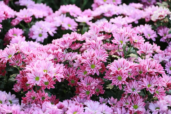 Chrysanthemum flower of pink color bloom. — Stock Photo, Image