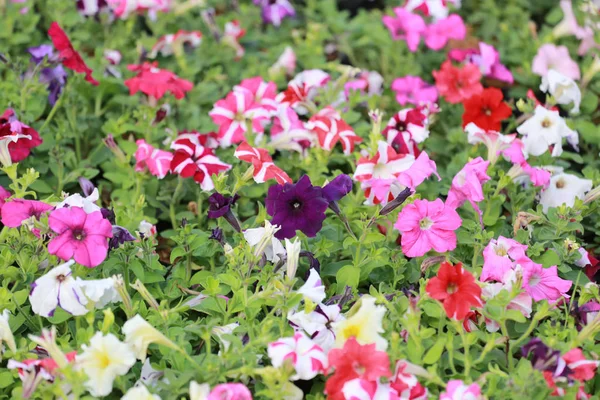 ミックス色満開のペチュニアの花. — ストック写真