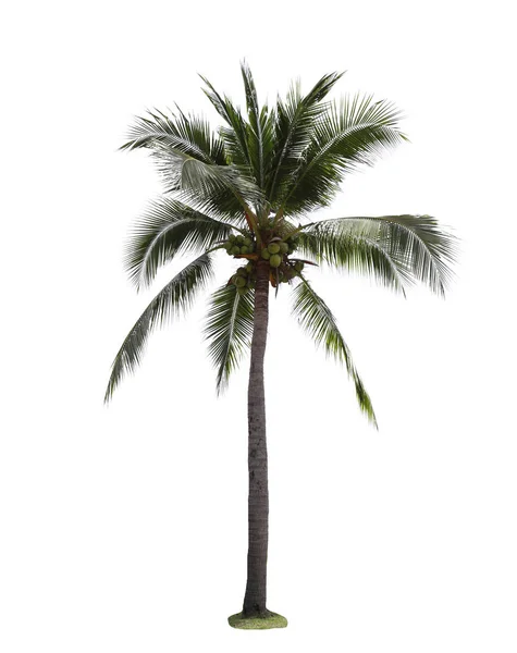 Árbol de coco aislado sobre fondo blanco. —  Fotos de Stock