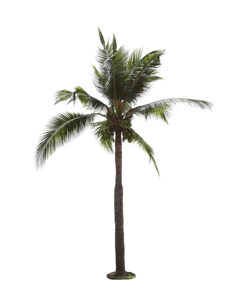 Albero di cocco isolato su sfondo bianco. — Foto Stock