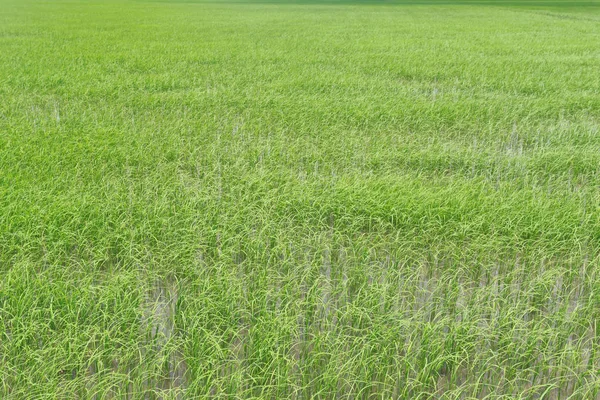 Green Paddy fields. — Stock Photo, Image