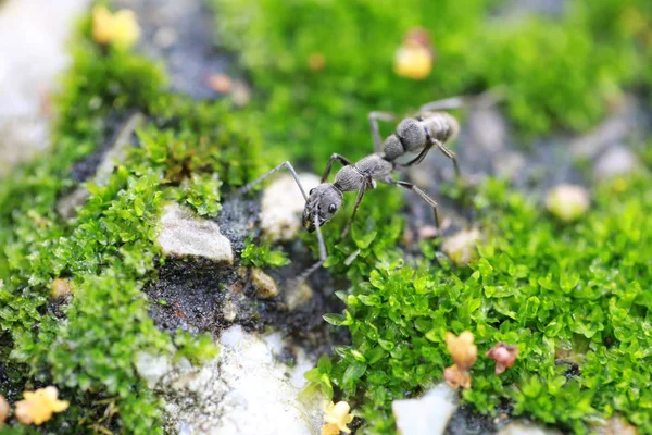 蟻は地面の上に食べ物を探しています。. — ストック写真